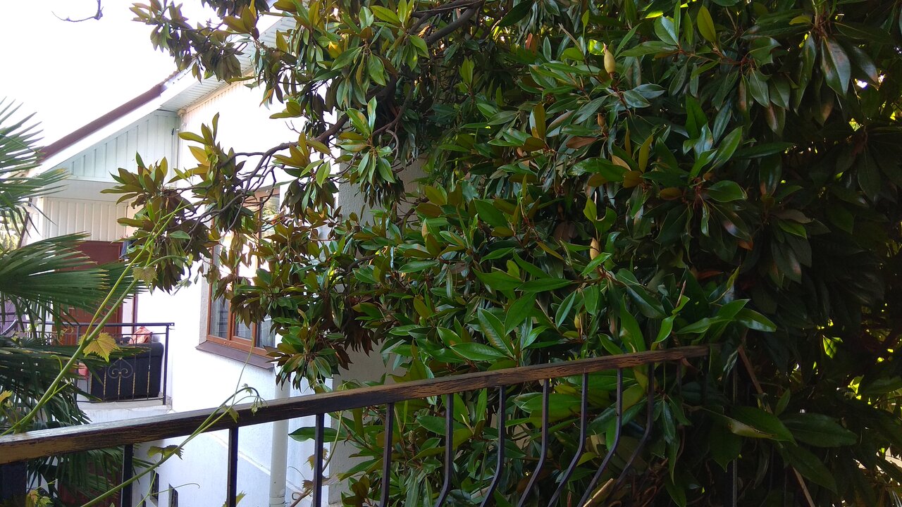 Гостиница Белая магнолия Алушта-23