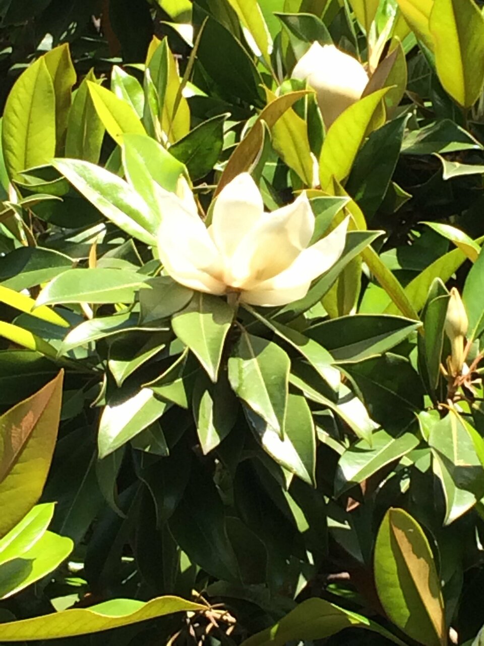 Гостиница Белая магнолия Алушта-5