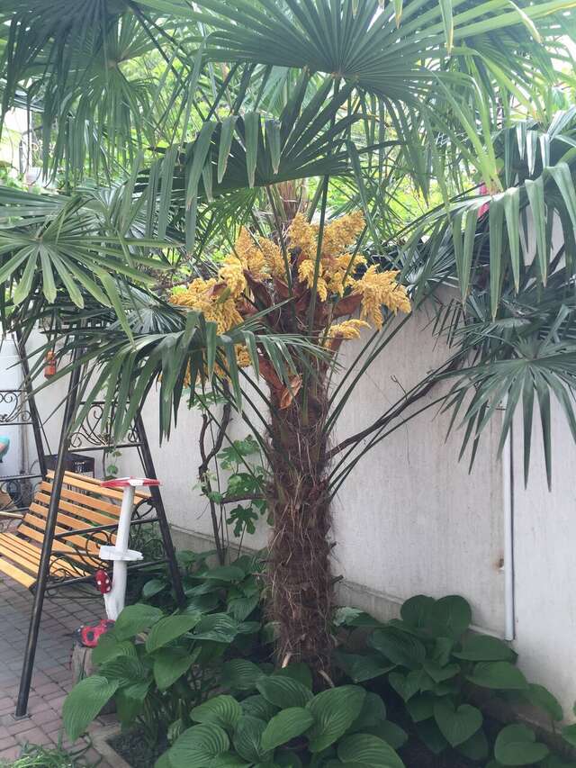 Гостиница Белая магнолия Алушта-13